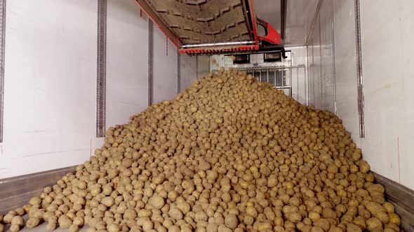 After Sorting and Culling at Warehouse, Potatoes Are Placed on Conveyor Belt, Then Loaded on Truck