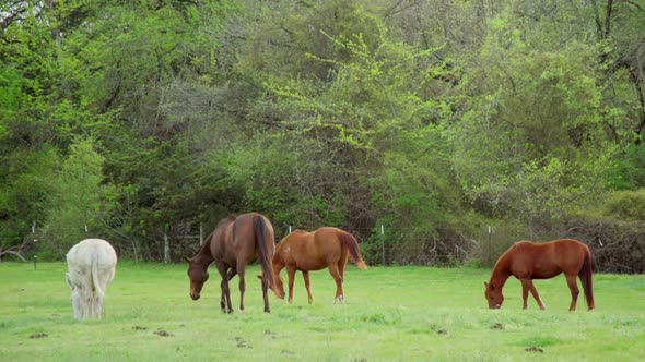 This is a shot of 3 horses and a white donkey eating grass in a field. // Wide Shot