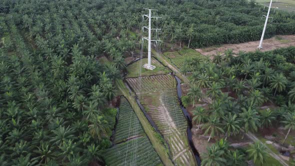 Power line in rural plantation