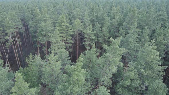 Forest Landscape Aerial View Slow Motion