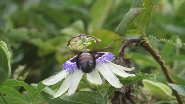 Close up of a yellow and black bumblebee extracting nectar from a blue crown passion flower helping