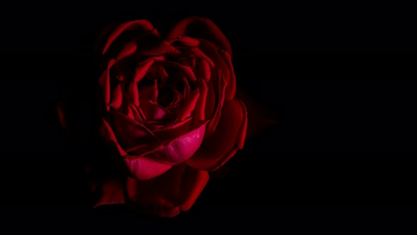 Rose bud opens time lapse spinning rotating, studio black background 4k