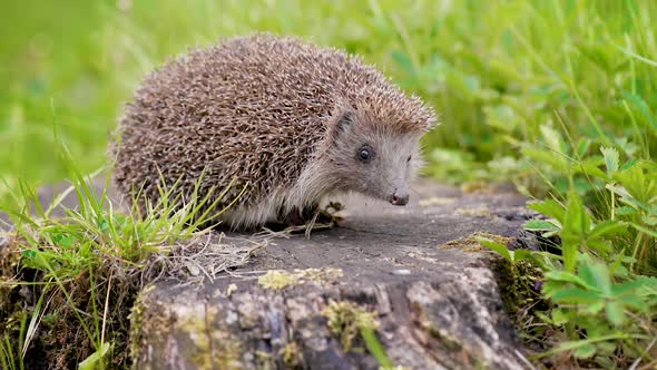 Young Hedgehog in Forest