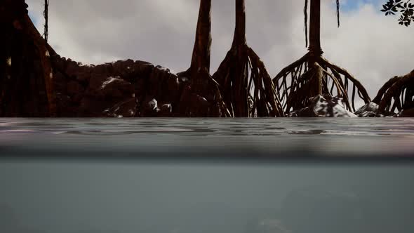 Above and Below the Sea Surface Near Mangrove Trees