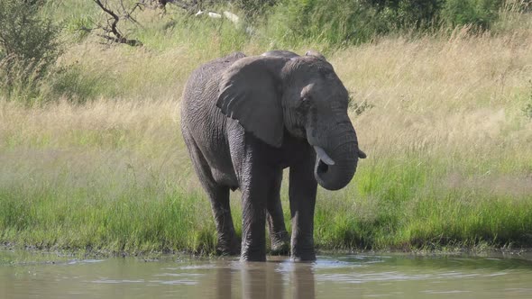 Elephant drinks from a lake 