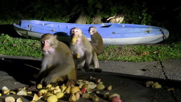 A family of Rhesus monkeys, formally known as the Rhesus Macaque, are seen being fed apples at Shing