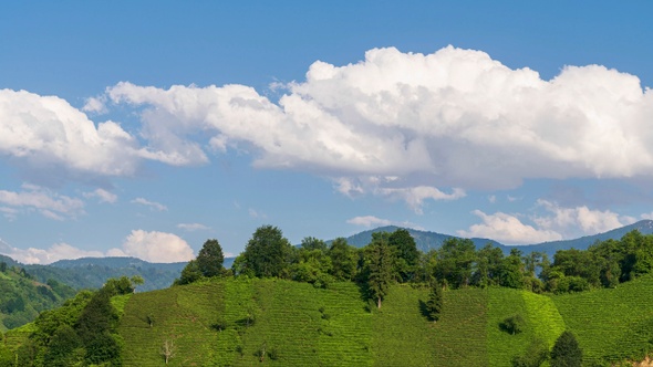 Green Tea Gardens And The Dance Of The Clouds