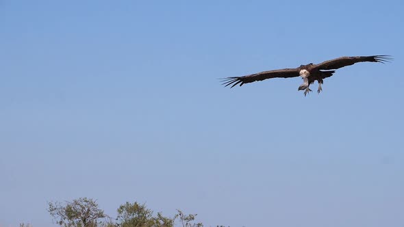 African White Backed Vulture, gyps africanus, Ruppell's Vulture, gyps rueppelli