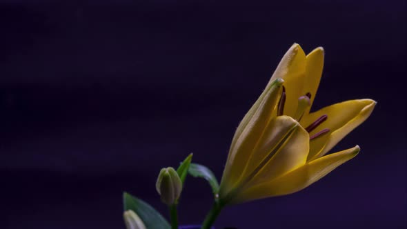 Timelapse of Lilies Flower Blooming on Black Background Close Up