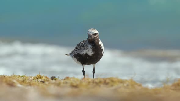 BlackBellied Plover Wild Sea Birdlooking for Food on Seaside in Summer