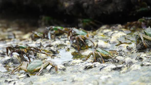 Crabs on the Rock at the Beach