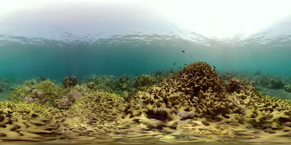 Coral Reef and Tropical Fish Vr360