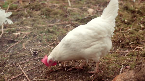 Chickens And Cock Walk On Garden. Hens On Barn Yard In Eco Farm. Backyard Farming Hen.