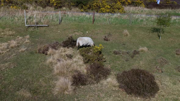 Aerial shot of cattle grazing in the grass. Scottish Highland cattle, long horns and long hair, graz