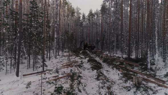 Aerial Drone view of Forest harvester logging a tree in winter forest 31