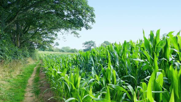 Corn Field And Path In The Daytime