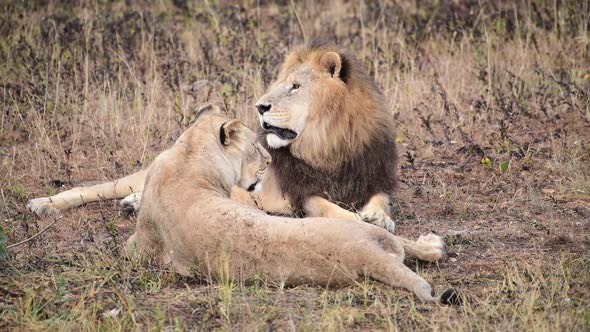 Wild Lions Pride in African Savannah Resting in the Morning Sunrise Rays