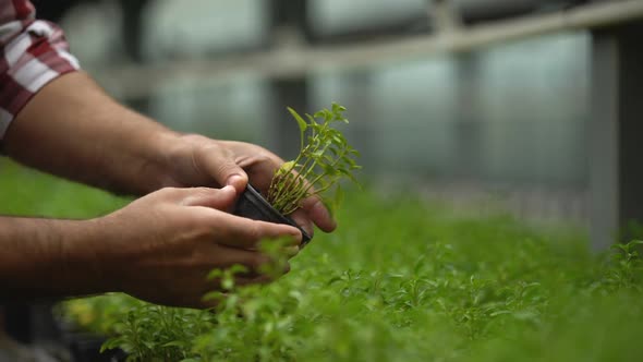 Greenhouse Worker Checking Green Sprouts, Agriculture Business, Quality Control