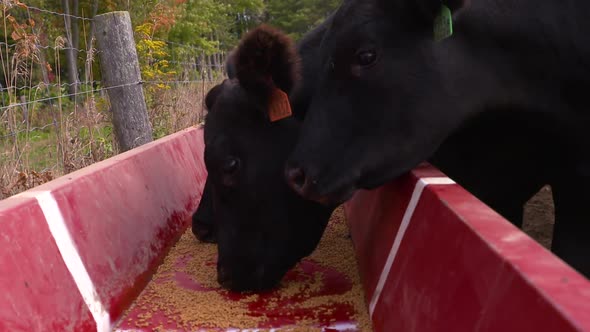 Black Angus beef cows feeding at the trough, slow motion.