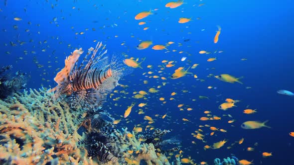 Underwater Background Tropical Ambience Lionfish