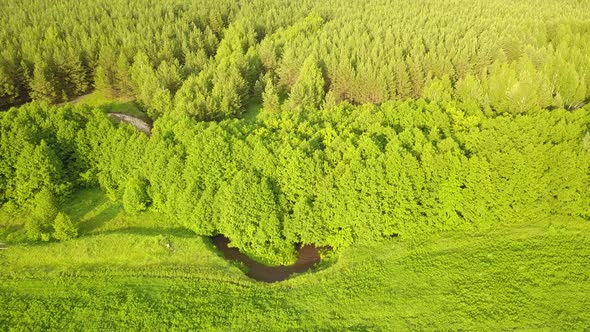 Summer Forest River Nature