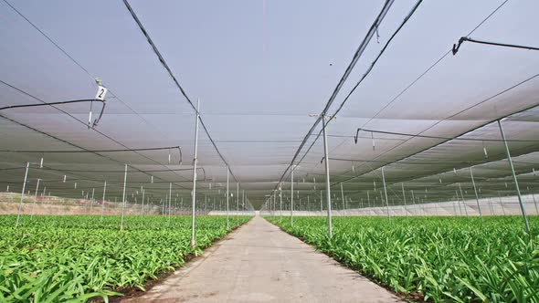 Amaryllis plants inside a large nethouse