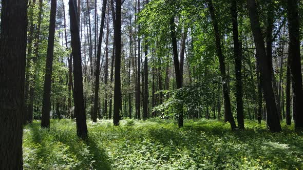 Beautiful Green Forest on a Summer Day Slow Motion