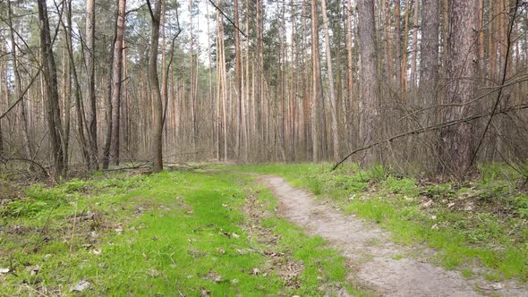 Road in the Forest During the Day Slow Motion