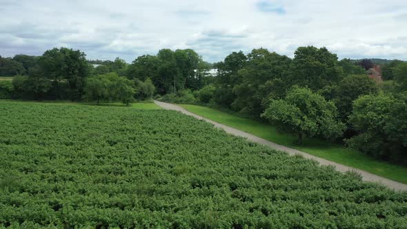 Panning around a field plantation.