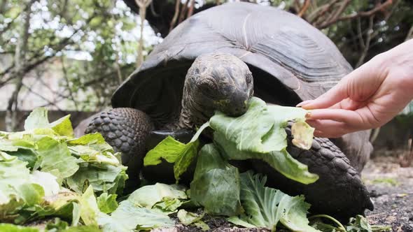 Feeding Huge Aldabra Giant Tortoise Green Leaves in Reserve Zanzibar Africa