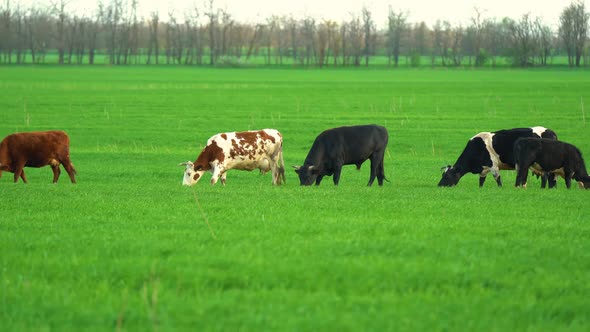 Cows in Field Grazing on Grass and Pasture in Australia on a Farming Ranch