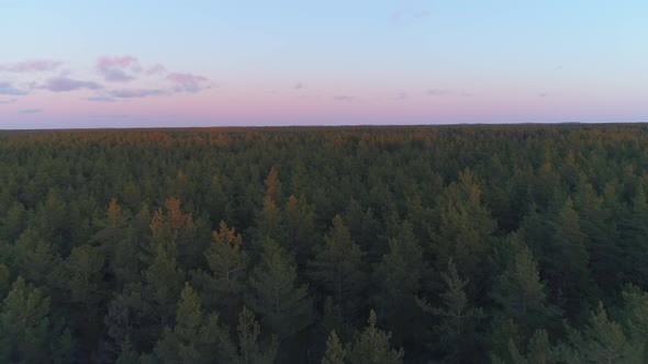 Aerial View of Forest at Sunset