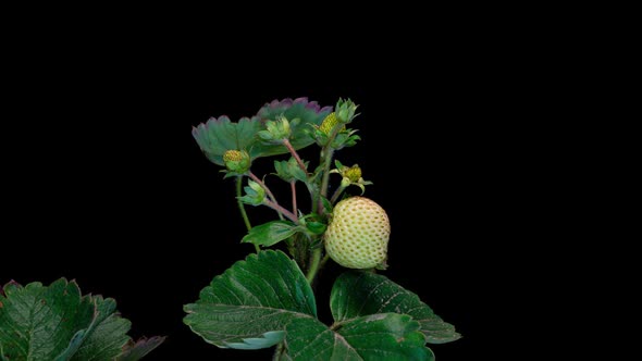 Strawberry Berries Ripen on the Bush Increases in Size and Blushes