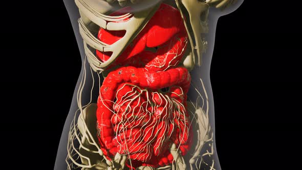 Detailed Human Digestive System Anatomy alt