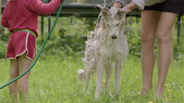 DOG BATHING - Mother and child bathe their husky and collie mix, slow motion