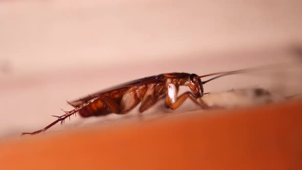 Big Cockroach Making Nest at the Kitchen. Pest Control House Hygiene Concept.  Macro Closeup Bug.