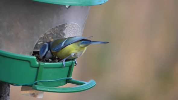 Great Tit Passerine Bird on the Bird Feeder Eating Sunflower Seeds Parus Major