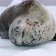 MS Leopard seal (Hydrurga leptonyx) lying on ice floe / Antarctica - VideoHive Item for Sale