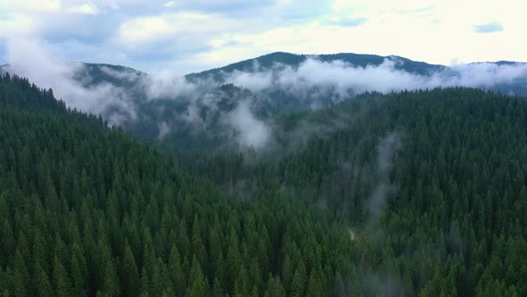 Flying Over The Cloudy Evening Forest 13