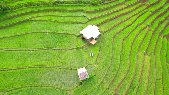 Drone flying over green rice terraces field in countryside