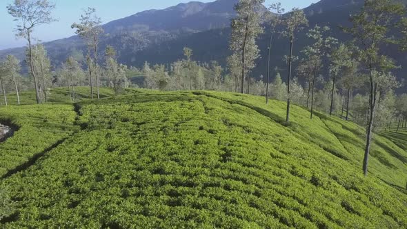 Endless Tropical Highland with Fresh Green Plantations