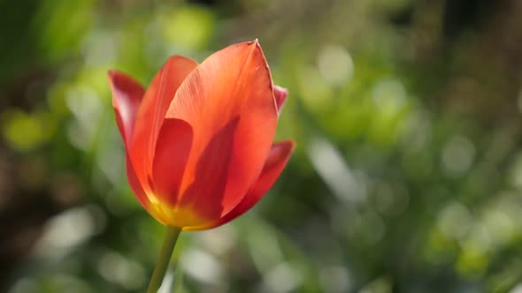 Red Didier tulip lily plant bulb close-up slow-mo 1920X1080 HD footage - Cultivated  Tulipa gesneria