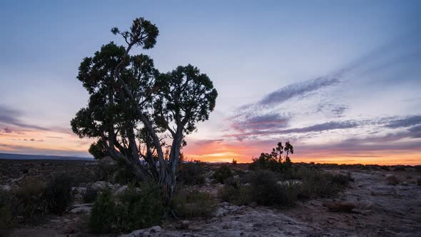 Time lapse on slider of tree at sunset