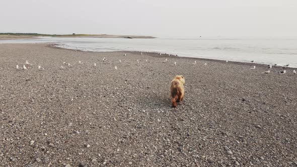 Drone View of a Brown Bear Walking Along the Sea in Kamchatka