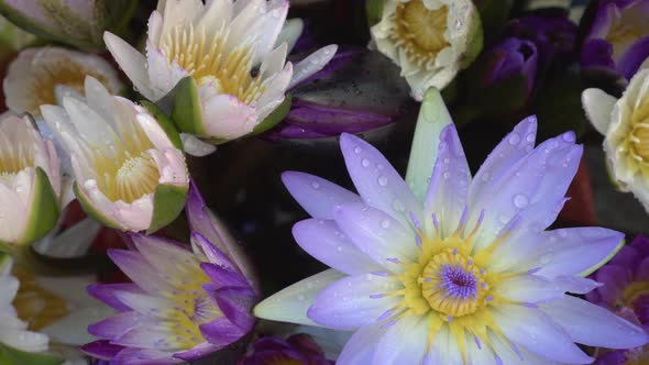 Purple Lotus Water Lilies Flower Group Aquatic Plant