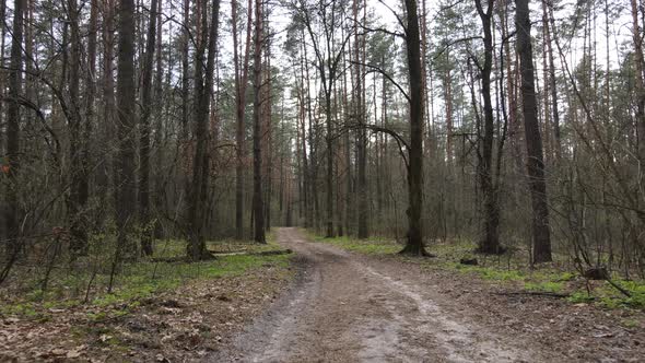 Road in the Forest During the Day Slow Motion