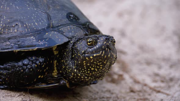 River Turtle Lies on Sand. European Pond Turtle Emys Orbicularis. Slow Motion.