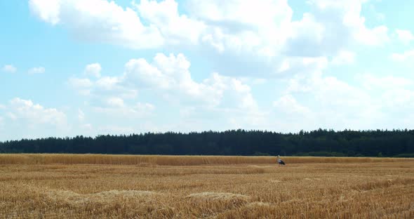 Stork Is Standing in the Wheat Field Blue Sky and Gold Wheat Wildlife