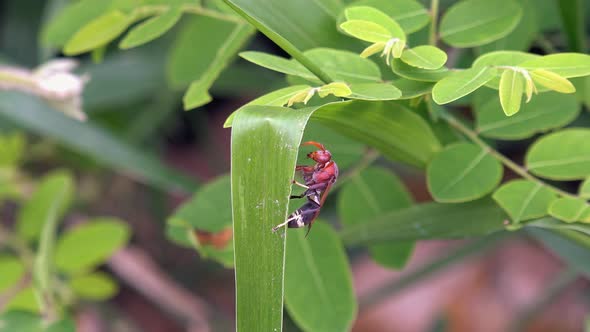 Medium Close Shot of a Large Wasp Climbing a Green Plant Leaf