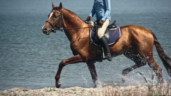 Russian Don Horse Trotting on Water